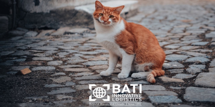 BATI Innovative Logistics, 4 Nisan Sokak Hayvanları Günü’nde yürüteç desteğine ihtiyaç duyan sevimli dostlara yürüteç yardımında bulunuyor.